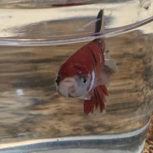 Meet your Posher, Emma - Picture 1 of 1